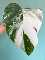 Topkwaliteit Superwitte Monstera Albo Variegata stek, Huis en Inrichting, Kamerplanten, Ophalen, Halfschaduw, Minder dan 100 cm