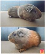 Slate goud witte cavia zeug, Dieren en Toebehoren, Knaagdieren, Cavia, April, Vrouwelijk, Tam