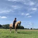 Verzorgerpaard gezocht/Bijrijder aangeboden, Ophalen of Verzenden, Recreatie