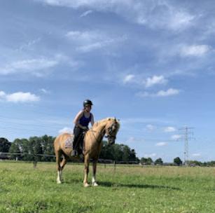Verzorgerpaard gezocht/Bijrijder aangeboden, Dieren en Toebehoren, Paarden en Pony's | Overige Paardenspullen, Recreatie, Ophalen of Verzenden
