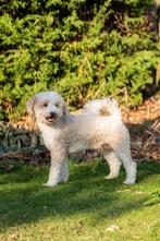 Maltipoo dekreu, Dieren en Toebehoren, Honden | Dekreuen, CDV (hondenziekte), Particulier, 1 tot 2 jaar, Reu