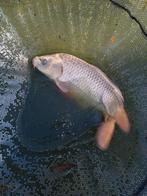 Japanse koi, Dieren en Toebehoren, Vissen | Vijvervissen, Karper of Koi