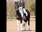 Bonte merrie te koop, Dieren en Toebehoren, Paarden, Merrie, Met stamboom, Dressuurpaard, L