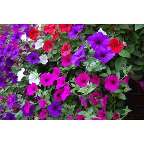 Hang petunia zaden, Tuin en Terras, Bloembollen en Zaden, Zaad, Voorjaar, Volle zon, Ophalen of Verzenden