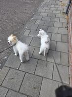 Lieve bordercolli pup, Dieren en Toebehoren, Honden | Retrievers, Spaniëls en Waterhonden, CDV (hondenziekte), 8 tot 15 weken