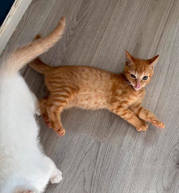 Rode kater te koop beschikbaar voor biedingen