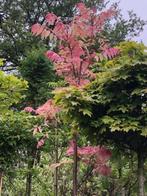 Toona sinensis 'Flamingo' UIENSOEPBOOM, exclusief en eetbaar, Overige soorten, Zomer, 400 cm of meer, Ophalen