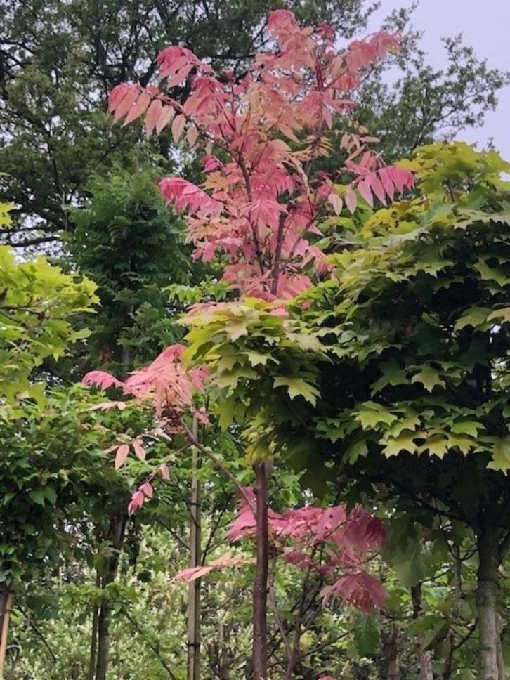 Toona sinensis 'Flamingo' UIENSOEPBOOM, exclusief en eetbaar, Tuin en Terras, Planten | Bomen, Overige soorten, 400 cm of meer