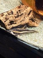 Platydoras costatus - gestreepte doornmeerval, Vis, Zoetwatervis