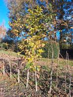 Walnotenbomen te koop, Ophalen, Volle zon, Overige soorten