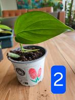 klein rhaphidophora decursiva, Huis en Inrichting, Kamerplanten, Ophalen of Verzenden, Halfschaduw, Minder dan 100 cm