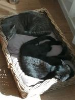 Huisje gezocht voor 2 katers, Dieren en Toebehoren, Katten en Kittens | Overige Katten, Kater, Kortharig, 3 tot 5 jaar