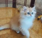 Heel erg aanhankelijke brits langhaar bl.golden shell kitten, Meerdere dieren, Gechipt