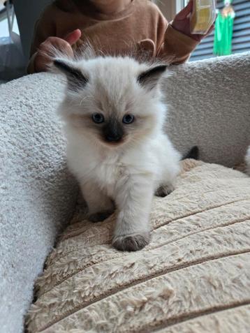Raggdol kittens langharig  beschikbaar voor biedingen