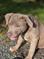 Stafford x Pocket bully pup, Dieren en Toebehoren, Honden | Bulldogs, Pinschers en Molossers, Rabiës (hondsdolheid), Reu, 8 tot 15 weken