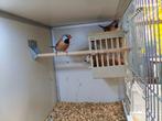 Twee mooie jonge spitsstaart amadines en een jong Japans mee, Mannelijk, Tropenvogel, Geringd