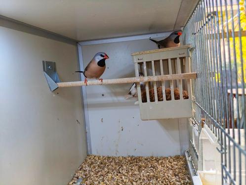 Twee mooie jonge spitsstaart amadines en een jong Japans mee, Dieren en Toebehoren, Vogels | Overige Vogels, Tropenvogel, Mannelijk