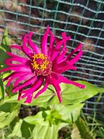 Zinnia Emperor Lilac, Ophalen of Verzenden, Voorjaar, Volle zon, Zaad