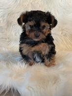 super leuke Biewer Yorkshire terrier x toypoedel pup, Parvo, 8 tot 15 weken, Eén hond, Nederland