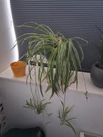 Graslely, Ophalen, Overige soorten, Minder dan 100 cm