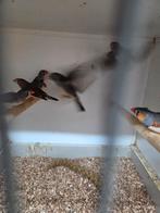 Timor zebravinken, Dieren en Toebehoren, Vogels | Overige Vogels, Meerdere dieren