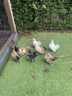 +- 40 serama broedeieren, Dieren en Toebehoren, Pluimvee, Geslacht onbekend, Kip
