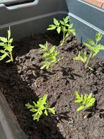 Moestuin plantjes - Tomaat, Tuin en Terras, Ophalen, Volle zon, Groenteplanten, Eenjarig