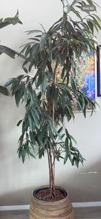 Grote echte plant Ficus maclellandii zonder pot, Ophalen of Verzenden, Zo goed als nieuw