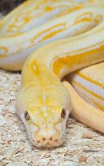 Dwarf lavender sunfire genetic stripe vrouw., Dieren en Toebehoren, Reptielen en Amfibieën, Slang, 3 tot 6 jaar