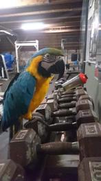 Tamme ara papegaai gratis af te halen, Dieren en Toebehoren, Vogels | Parkieten en Papegaaien, Papegaai, Mannelijk, Pratend