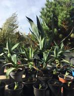 Biologische kamerplanten blauw Agave Amerikana soort stekjes, Ophalen of Verzenden, Minder dan 100 cm, In pot, Cactus