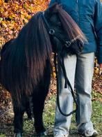 ❤️Prachtige zwarte chique stamboek-merrie❤️, Dieren en Toebehoren, Pony's, Merrie, Gechipt, Zadelmak, A pony (tot 1.17m)