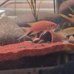 Neolamprologus pulcher daffodil koppel 6cm, Dieren en Toebehoren, Vissen | Aquariumvissen, Vis, Zoetwatervis