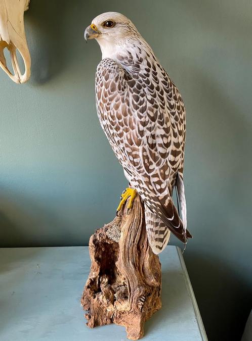 Taxidermie opgezette Giervalk x Sakervalk, Verzamelen, Dierenverzamelingen, Zo goed als nieuw, Opgezet dier, Vogel, Ophalen