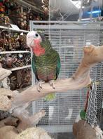 tamme jonge cuba amazone, Dieren en Toebehoren, Mannelijk, Papegaai, Geringd
