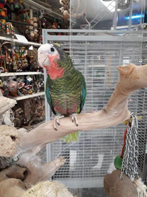 tamme jonge cuba amazone, Dieren en Toebehoren, Vogels | Parkieten en Papegaaien, Papegaai, Mannelijk, Tam, Geringd