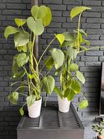 2 grote kamerplanten in pot, type Monstera, Ophalen, Overige soorten, Halfschaduw, In pot