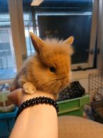 Jonge lieve konijntjes, Dieren en Toebehoren, Ophalen