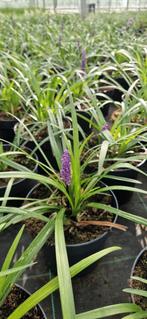 Liriope royal purple pot 17cm, Tuin en Terras, Planten | Tuinplanten, Ophalen, Zomer, Overige soorten