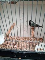 Zwarte mees, Dieren en Toebehoren, Meerdere dieren, Wildzangvogel, Geringd