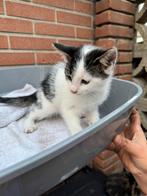 Kittens, Dieren en Toebehoren, Poes