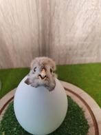 Kuikentje taxidermie opgezet taxidermy, Verzamelen, Ophalen of Verzenden, Insect, Opgezet dier