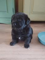 Labrador x Berner Sennen x Leonberger puppy's, Dieren en Toebehoren, Honden | Retrievers, Spaniëls en Waterhonden, Rabiës (hondsdolheid)