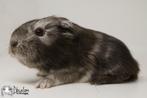 Choco zilvervos witte sheltie cavia, Dieren en Toebehoren, Cavia, Mannelijk, Tam, September