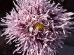 Papaver somniferum mix zaden, Ophalen of Verzenden, Volle zon