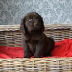 Lieve Labrador x Springer pups met een gouden karakter, Dieren en Toebehoren, Rabiës (hondsdolheid), 8 tot 15 weken, Labrador retriever