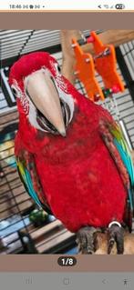 Groenvleugel en een blauw gele man en pop ara papegaai, Meerdere dieren, Papegaai, Pratend