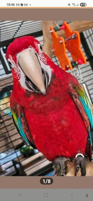 Groenvleugel en een blauw gele man en pop ara papegaai beschikbaar voor biedingen