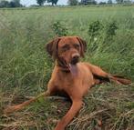 Ervaren Magyar Vizsla dekreu, Dieren en Toebehoren, Reu, Eén hond, 3 tot 5 jaar, Rabiës (hondsdolheid)