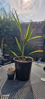 Palmboom. Trachycarpus waaierpalm 3 jaar oud, 100 tot 250 cm, Zomer, Palmboom, Ophalen
